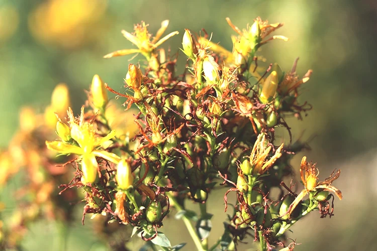 Karabük'te tıbbi aromatik bitki üretim alanı yüzde 74 arttı