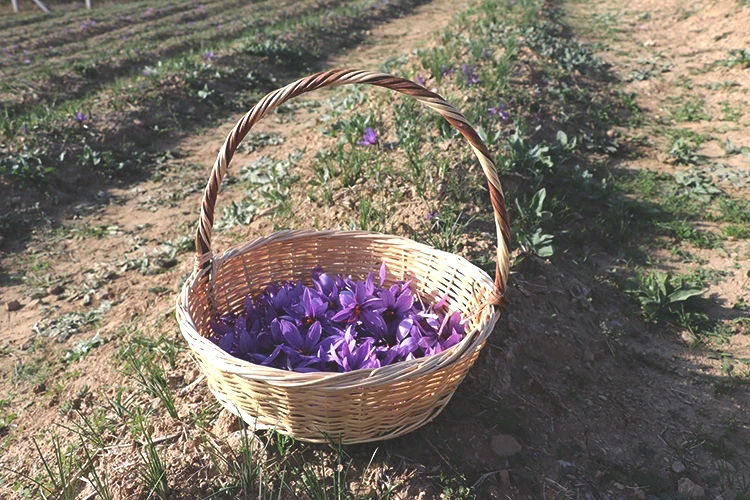 Karabük'te tıbbi aromatik bitki üretim alanı yüzde 74 arttı
