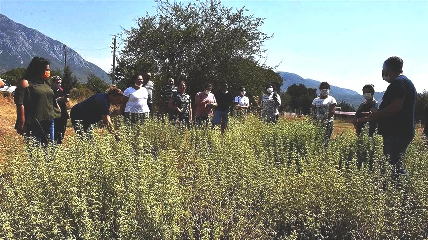 Yetiştirdikleri tıbbi aromatik bitkiler kadınlara kazanç oldu